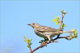 <p>LINDUŠKA LUČNÍ (Anthus pratensis) /Meadow pipit - Wiesenpieper/</p>